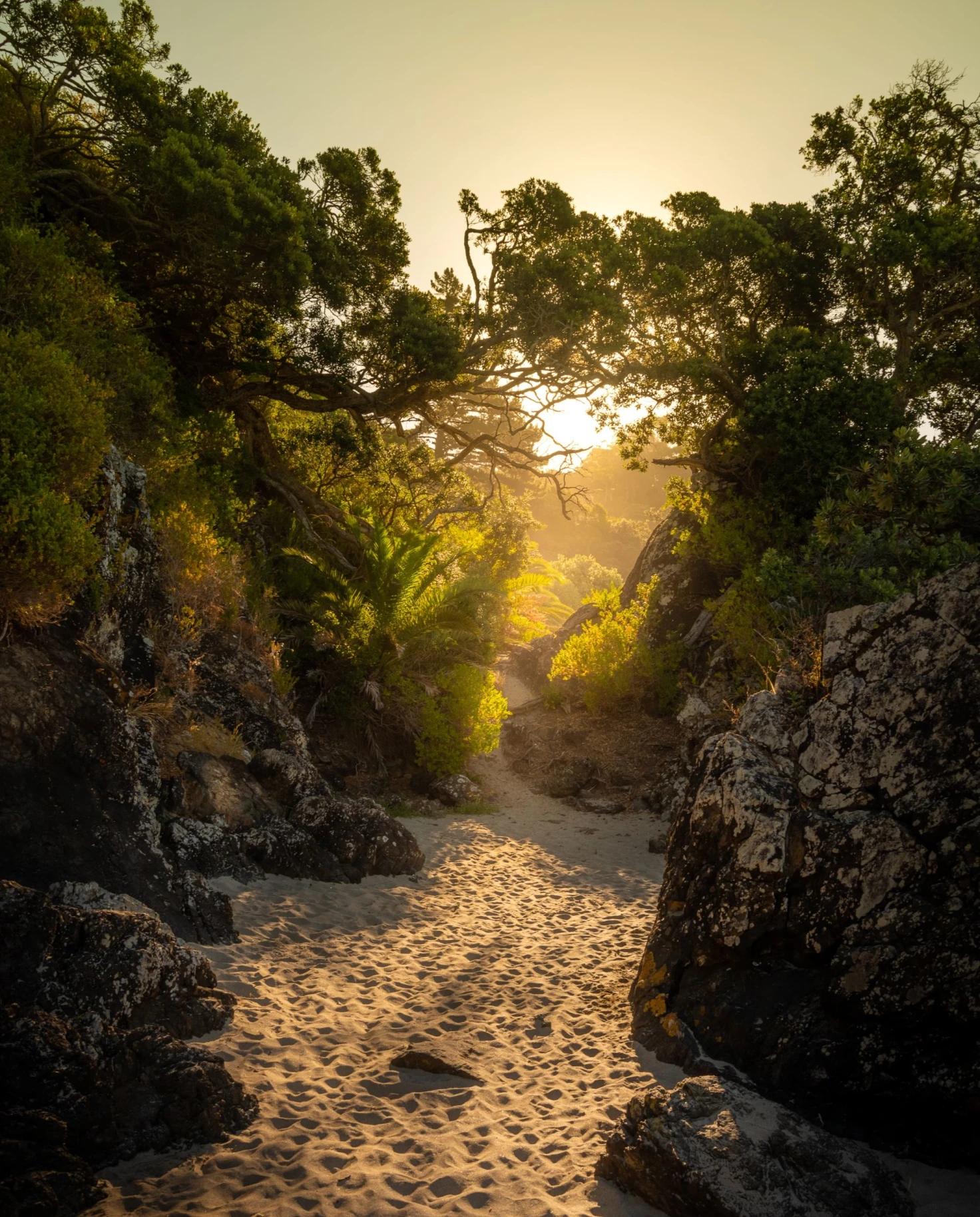 light through jungle and sand path
