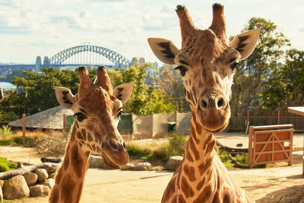 Two giraffes posing for the camera.