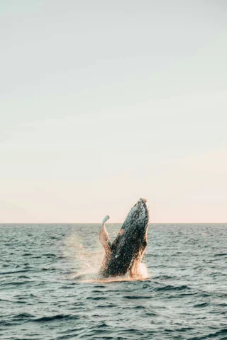 A serene moment of a whale breaching in the ocean, captured against a vast backdrop and a clear sky.
