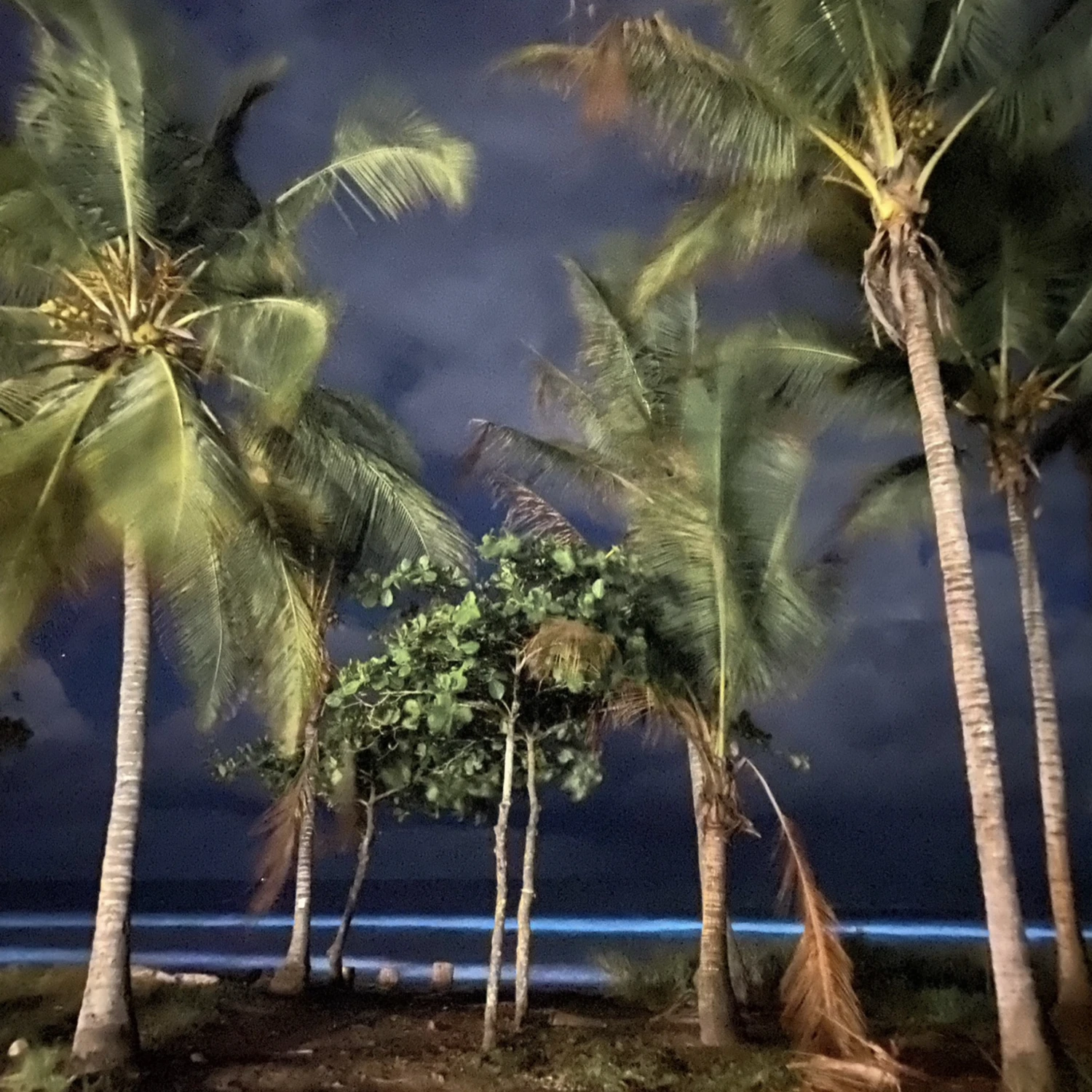 night view palm trees