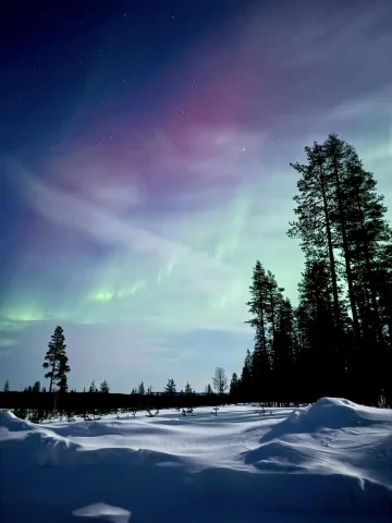 A view of the northern lights over a snow-covered ground, with some tall evergreen trees.