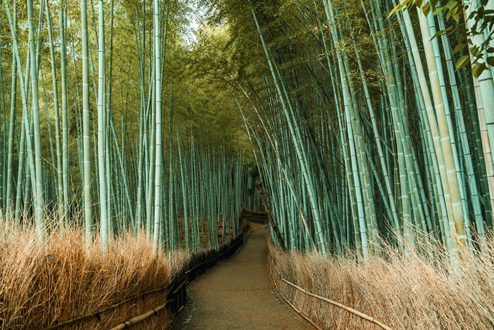 tall green bamboo forest in Japan with path in the center and tall tan grass
