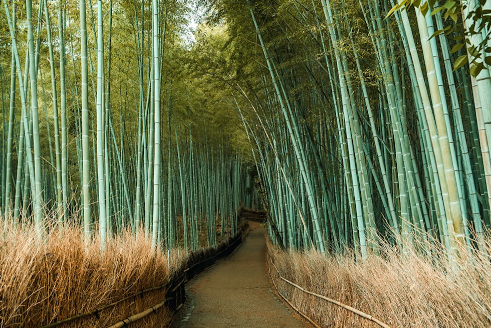 tall green bamboo forest in Japan with path in the center and tall tan grass