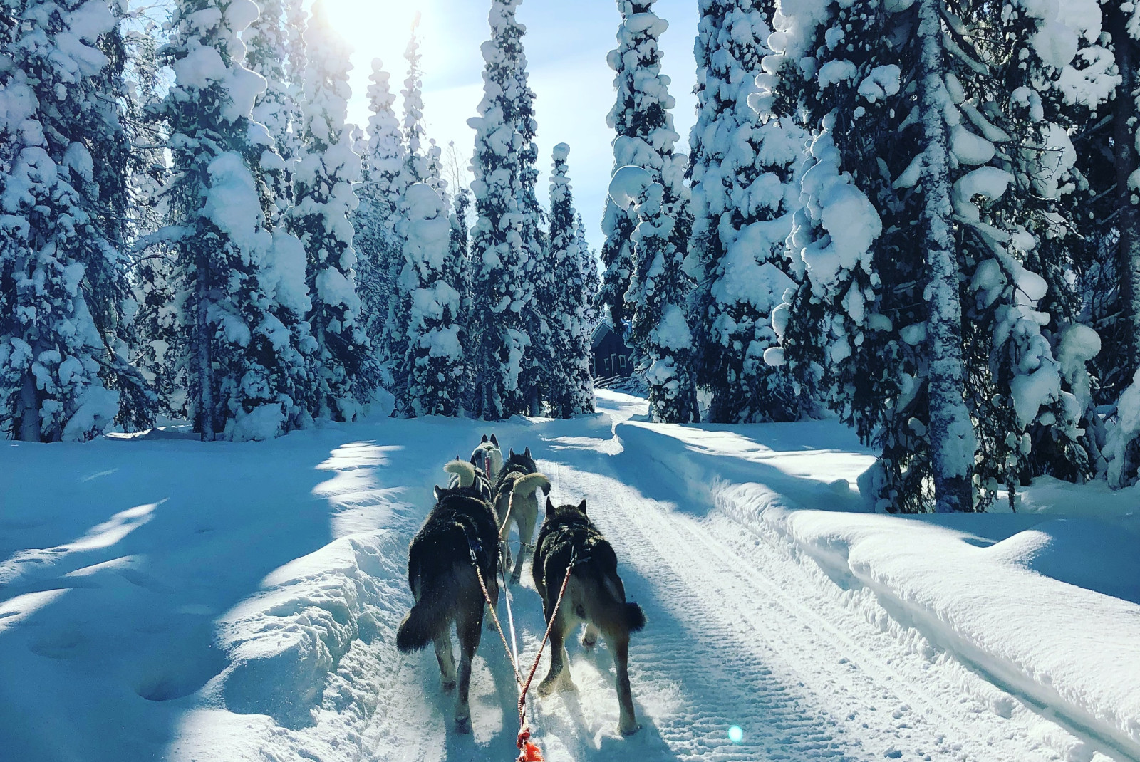 group of dogs pulling a sled near snowy mountains