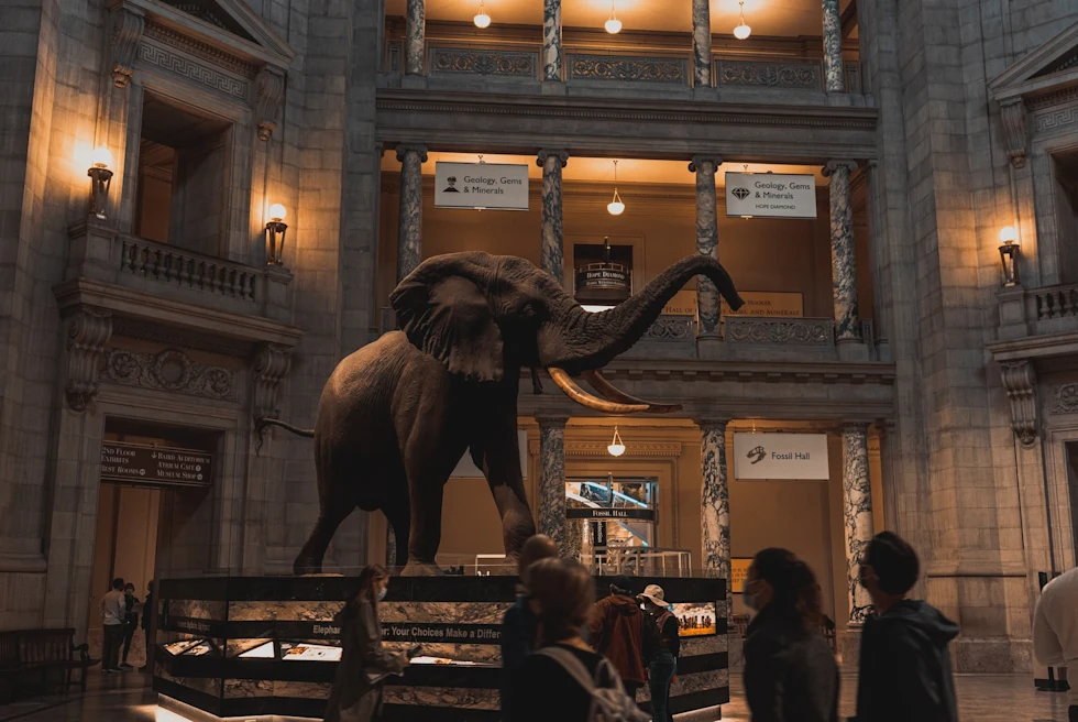 Statue of an elephant at Smithsonian National Museum of Natural History