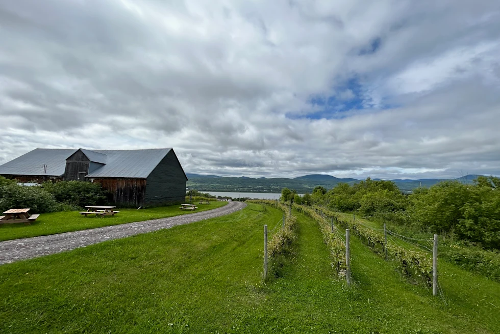 Quebec vineyard with a hut on left side