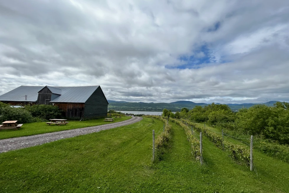 Quebec vineyard with a hut on left side