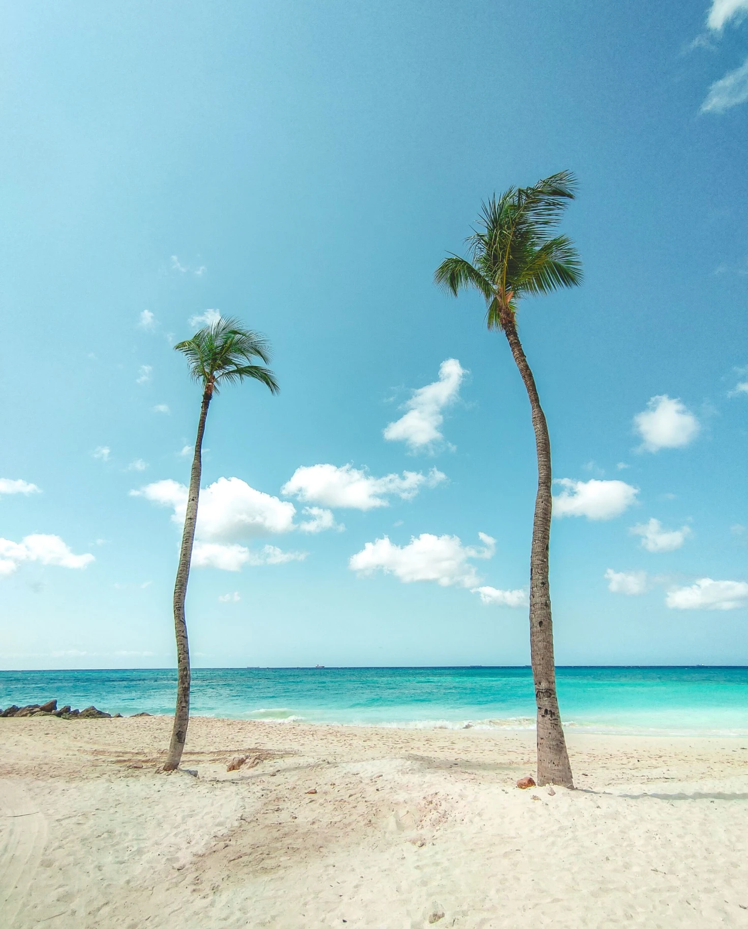 two palm trees on the beach