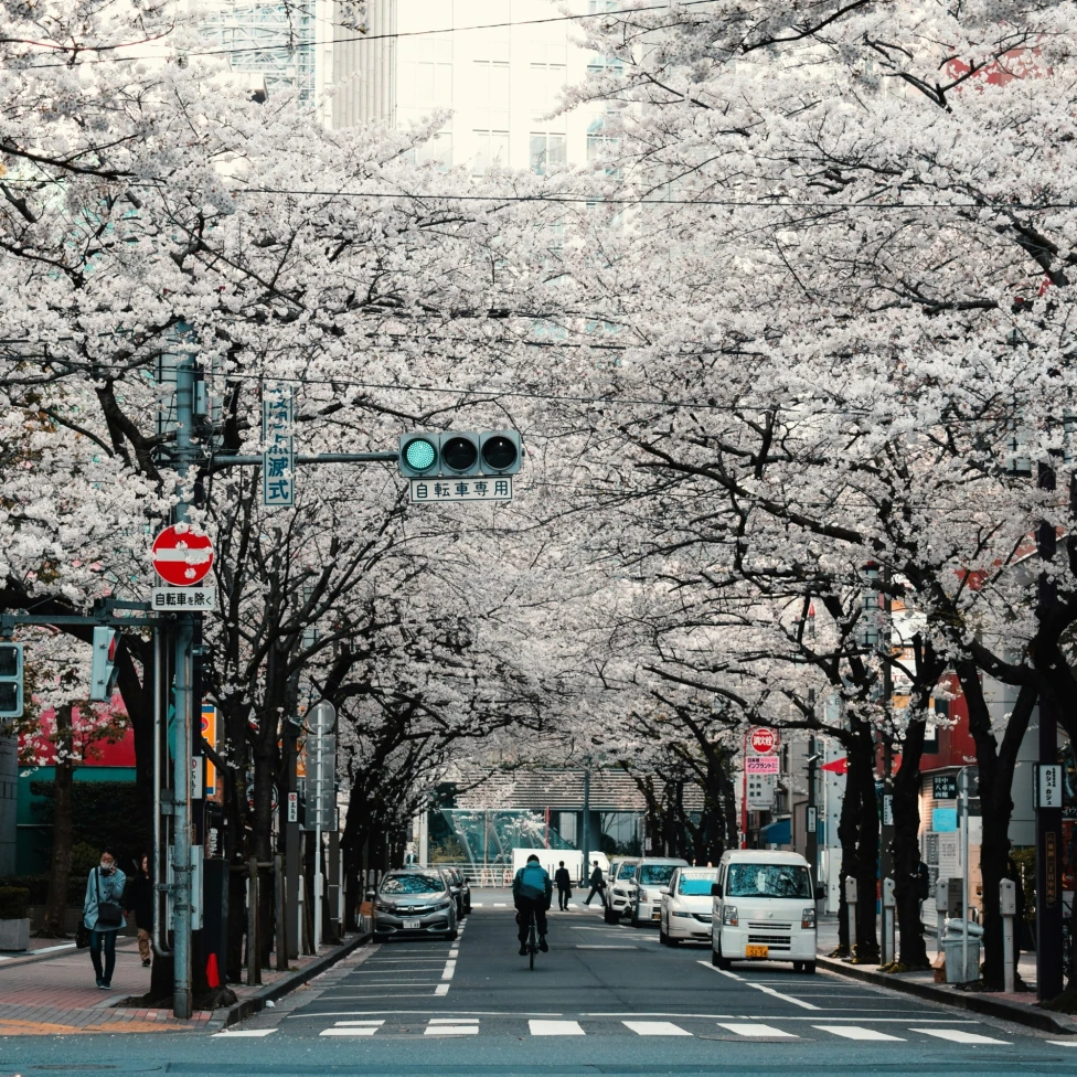 A view of a city street with cherry blossom trees towering above it.