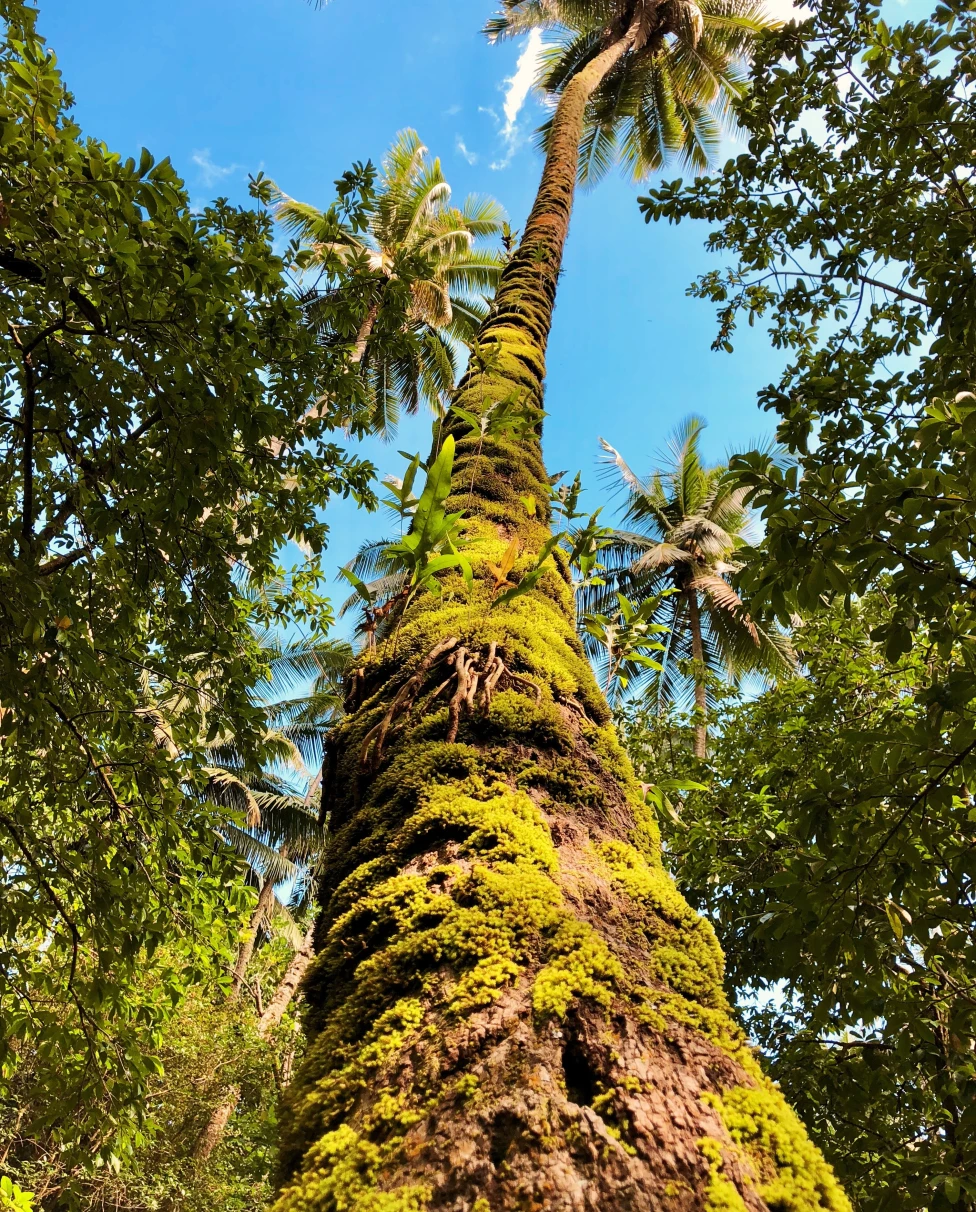 A picture of a tropical palm tree in a rainforest. 