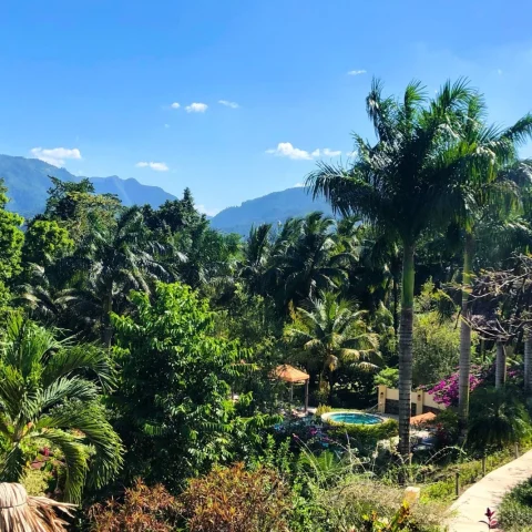 tropical jungle on a clear blue day