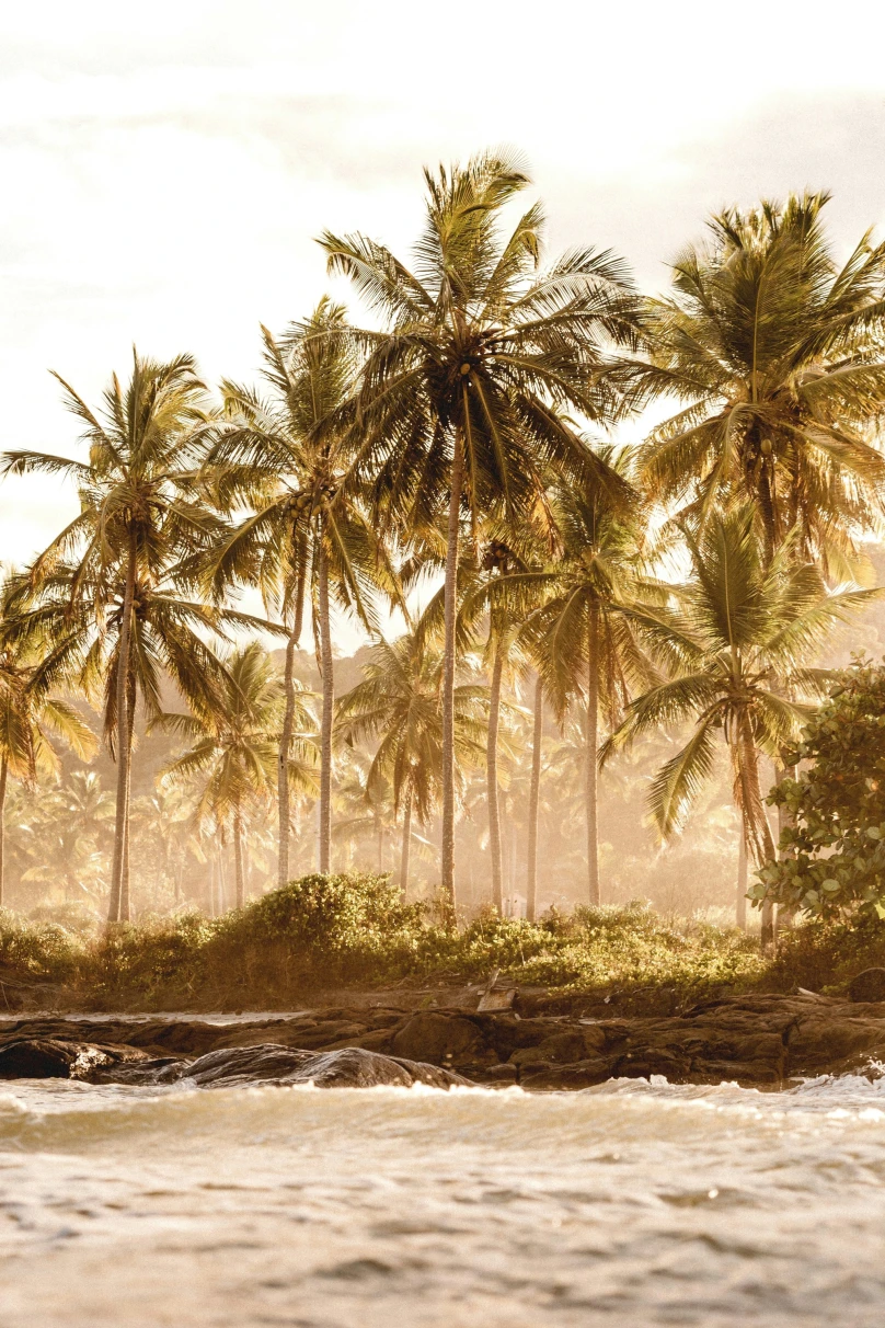 A picture of a beach with coconut trees on the shore taken during the daytime.