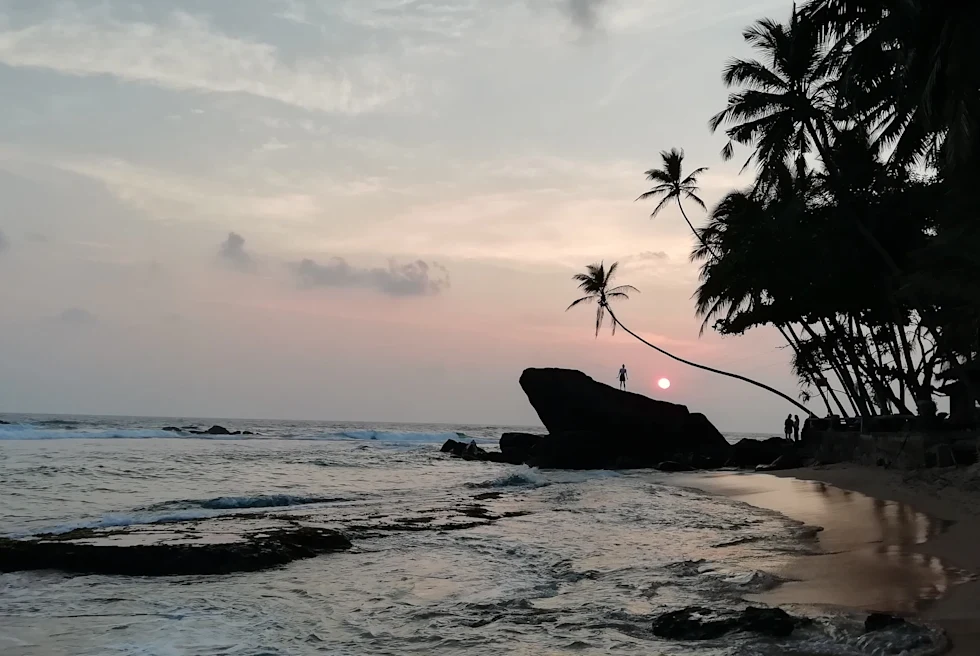 Palm trees and water on the beach during sunset