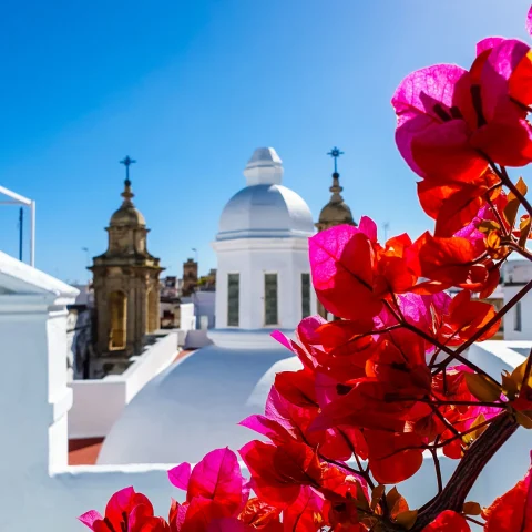 pink flowers and white buildings of small town 