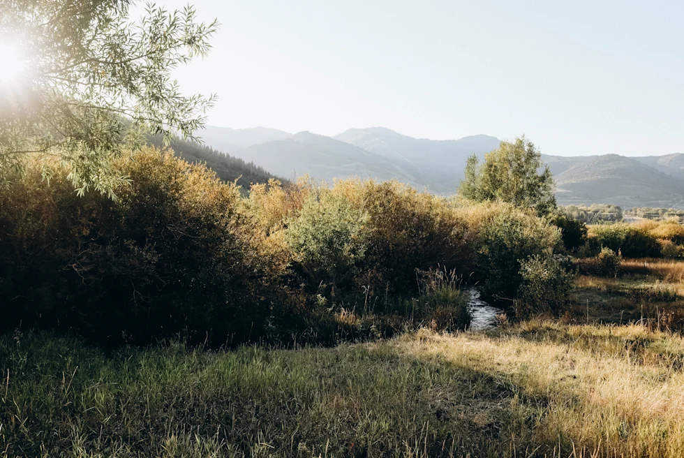 green fields and trees with rolling hills