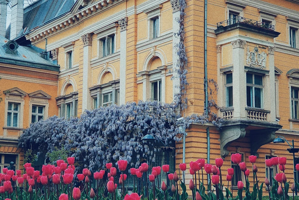 pink tulips in front of an orange estate