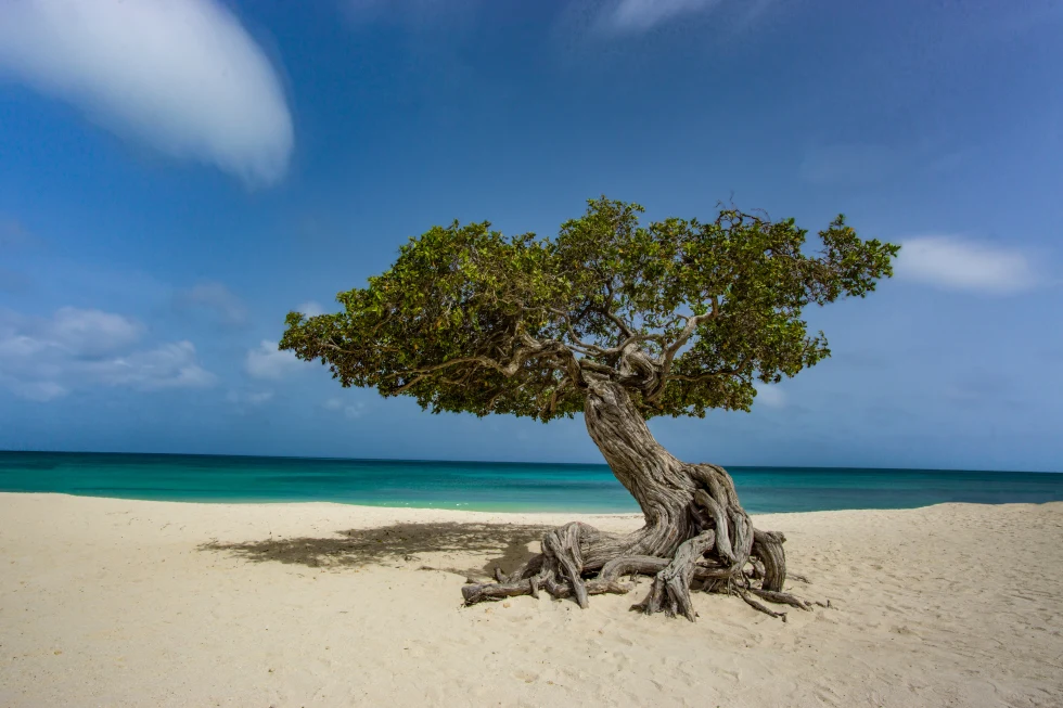 Divi Divi tree on white sand beach in Aruba