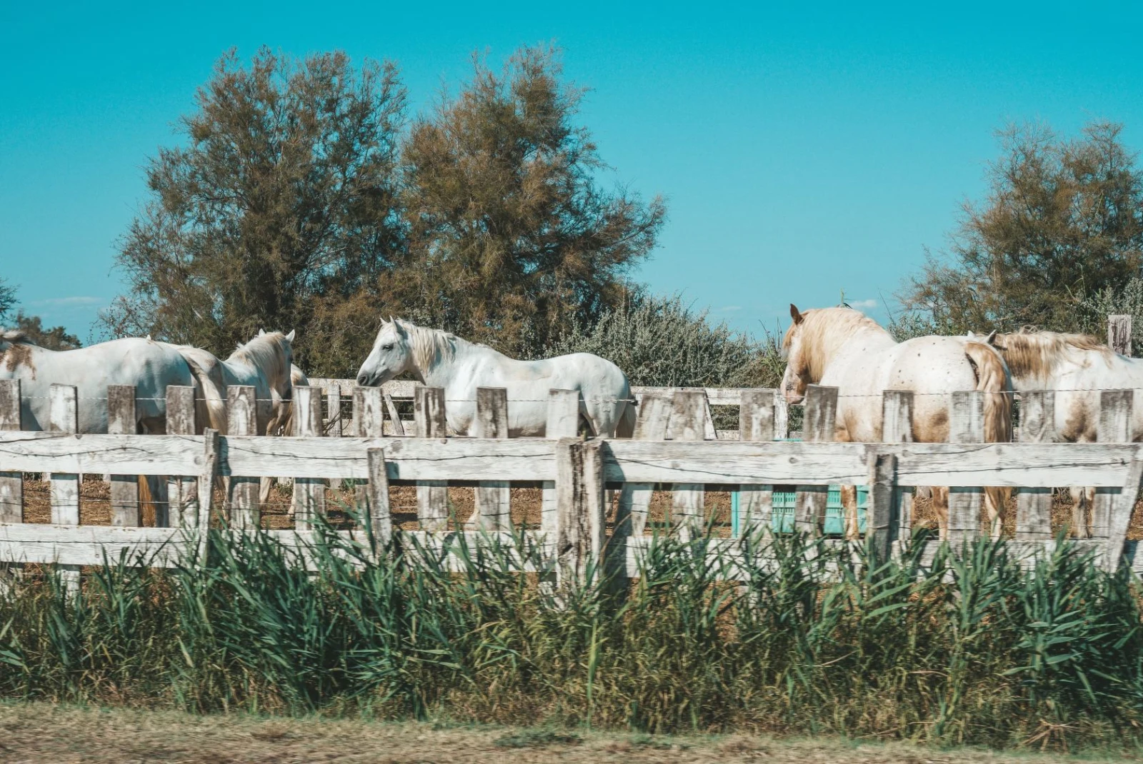 white horses behind a white fence