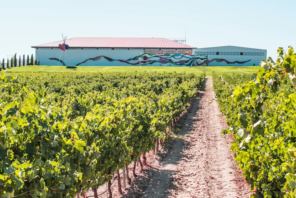 Vineyard with white building in background during daytime