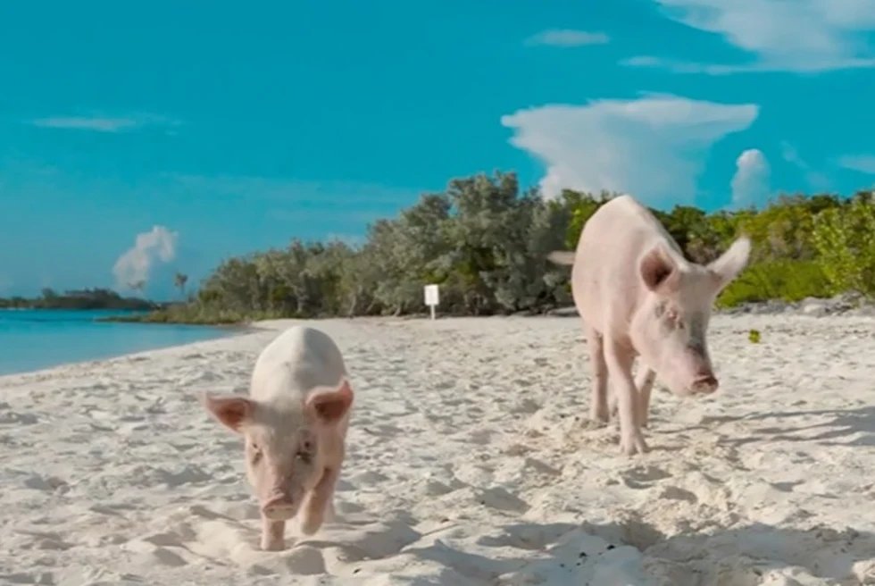 Two pigs walking on a beach in the Bahamas.