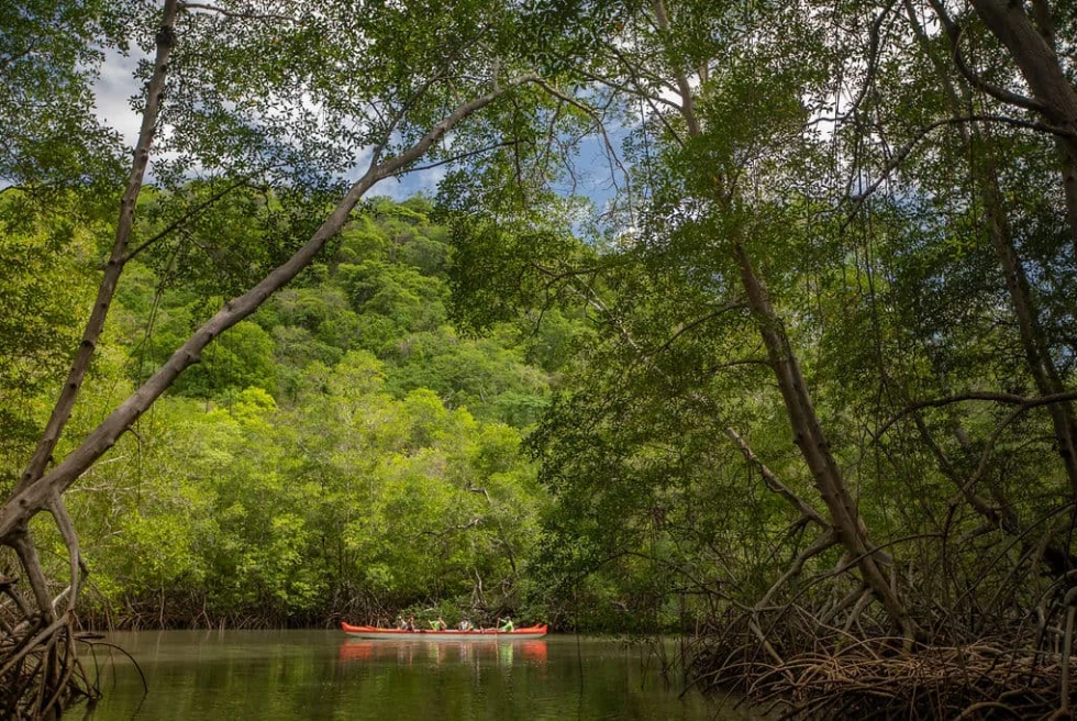 people in a kayak surrounded by trees during daytime