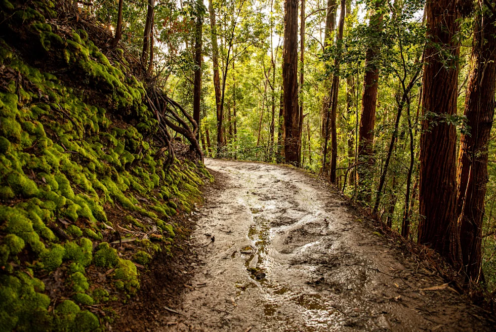 trail surrounded by trees during daytime