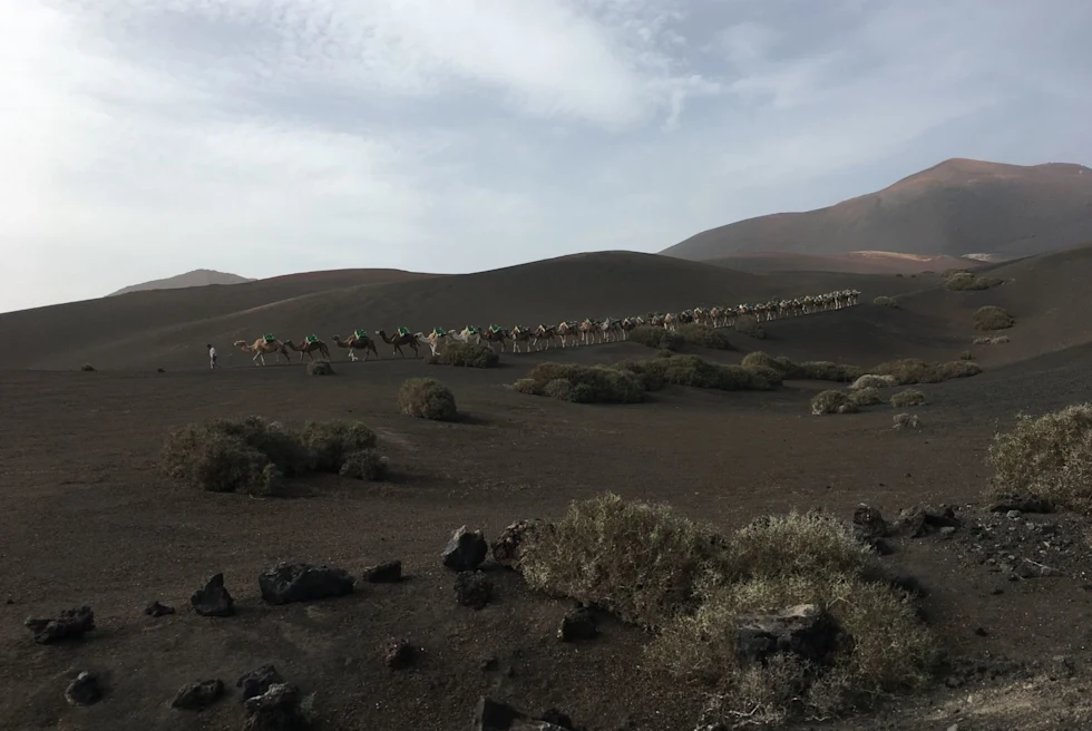 desert with line of camels