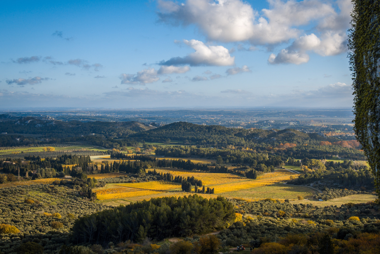 yellow and green fields during daytime