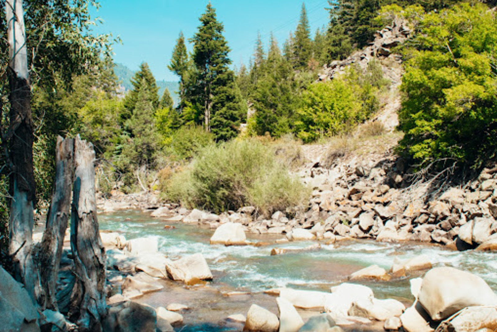 river surrounded by trees during daytime