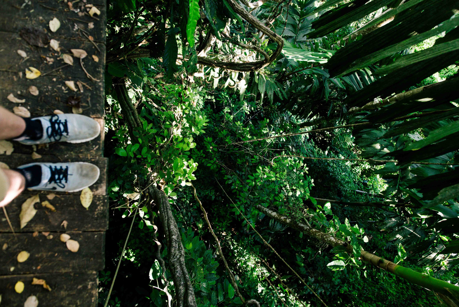 Zip line in the jungle in Costa Rica. 