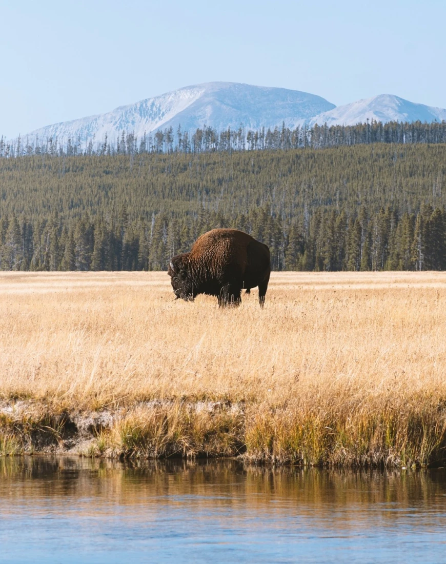 brown buffalo standing in a yellow meadow in front of a lake