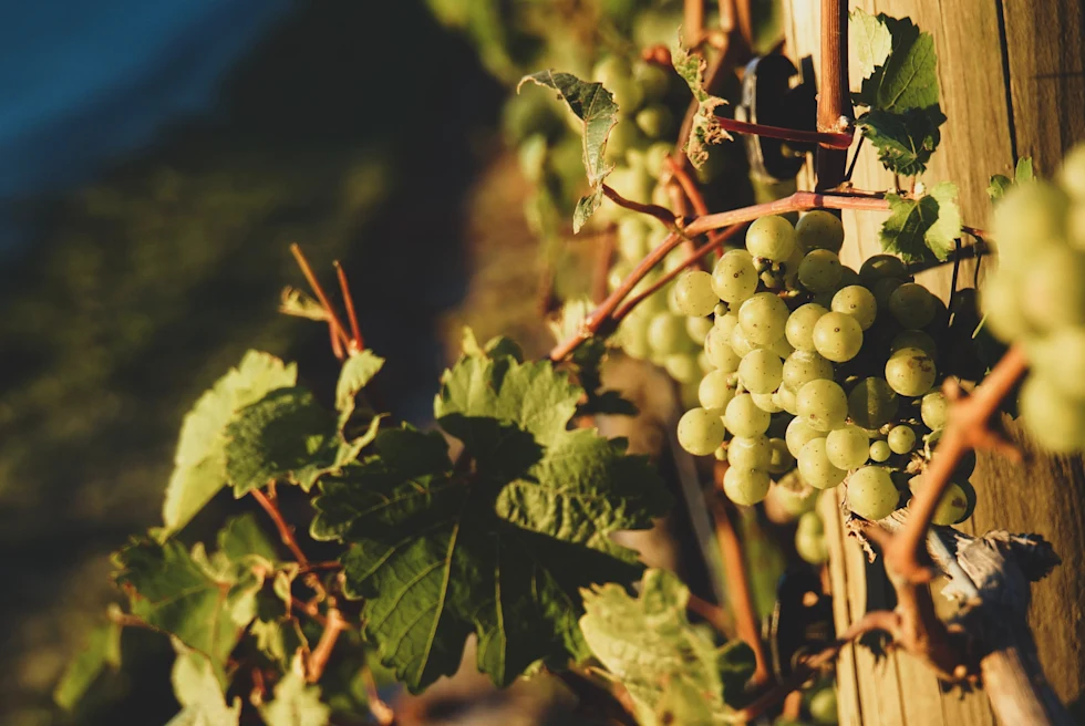 Green grapes on the vine in Marlborough, NZ