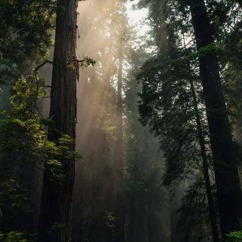 Deep green California forest with light peeking through. 