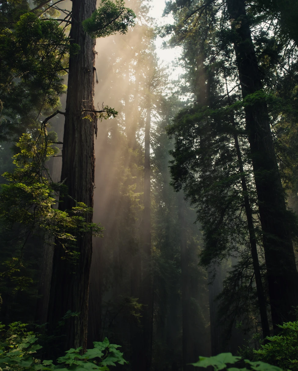 Deep green California forest with light peeking through. 