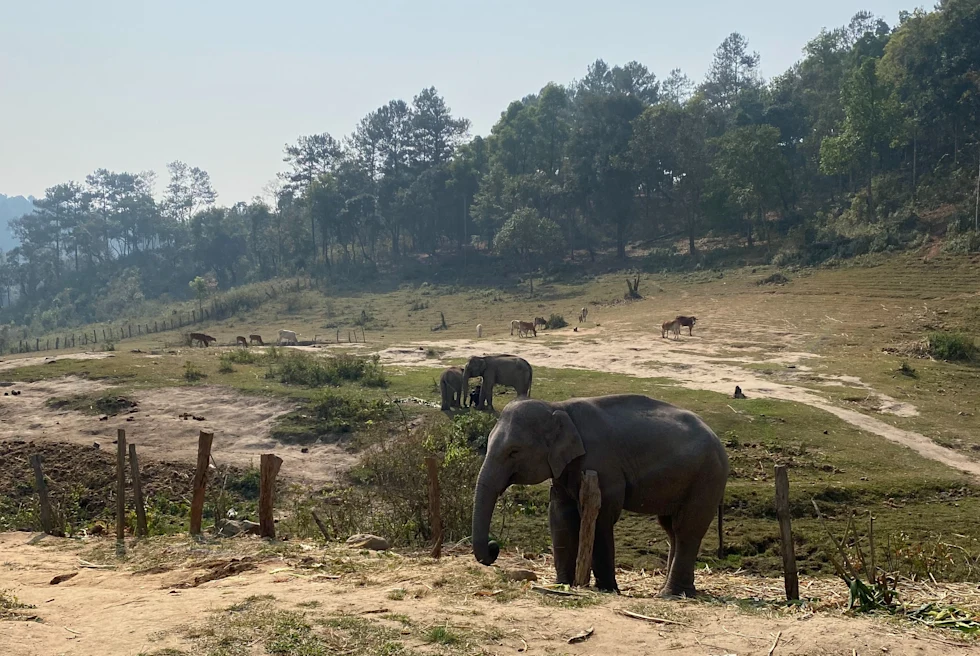 Elephant in the Safari.