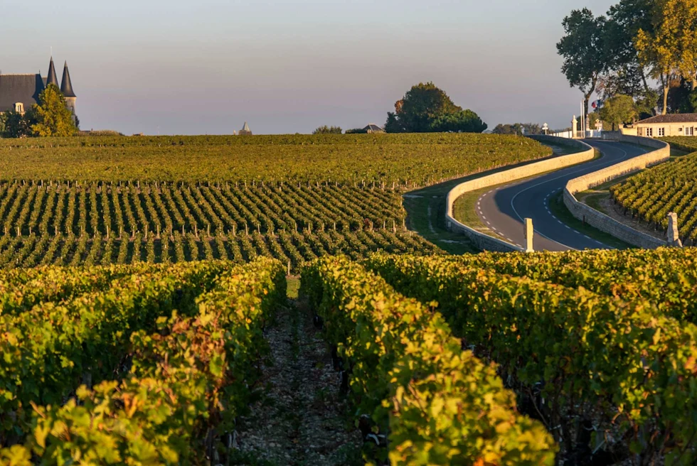 A vineyard in France. 