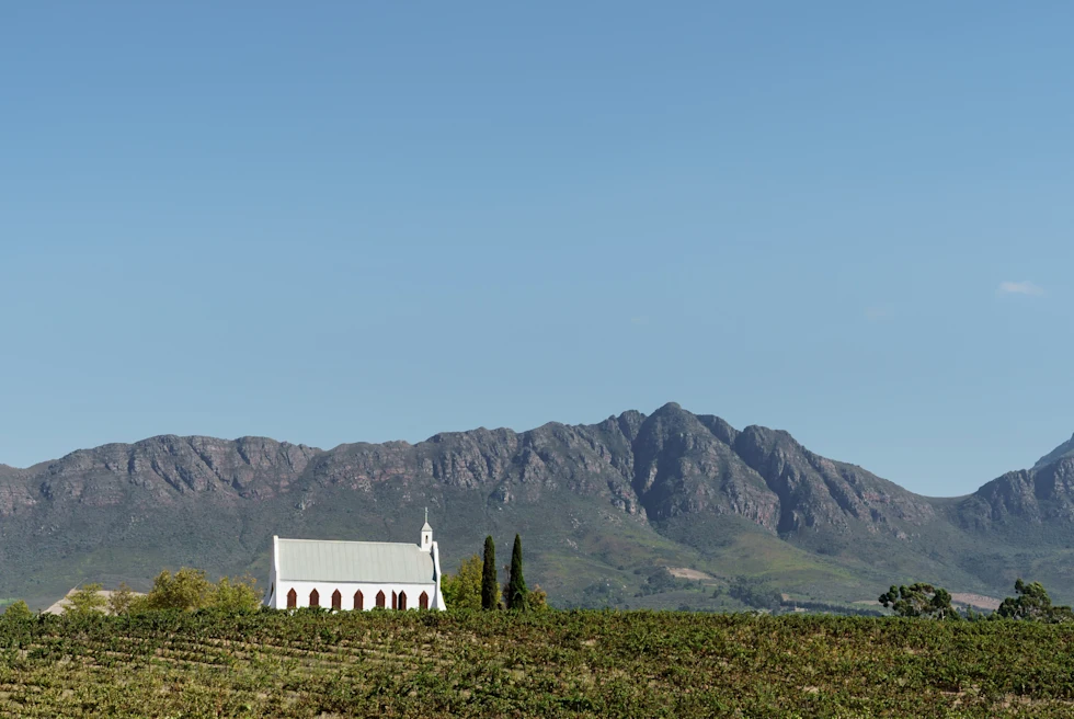 Vineyard in South Africa