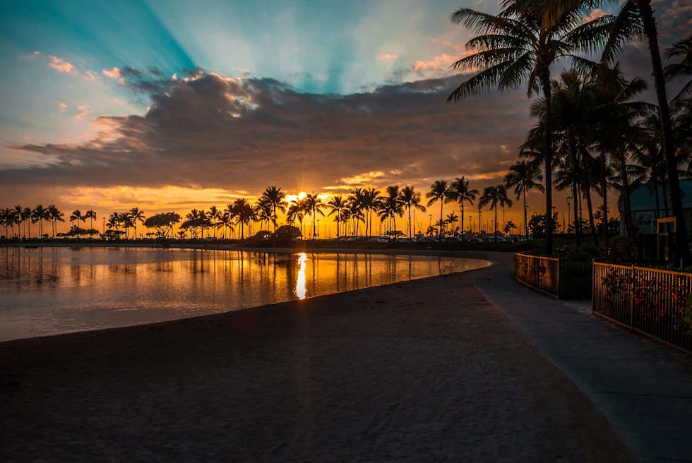 Sunlight piercing through the palm trees near the shore.