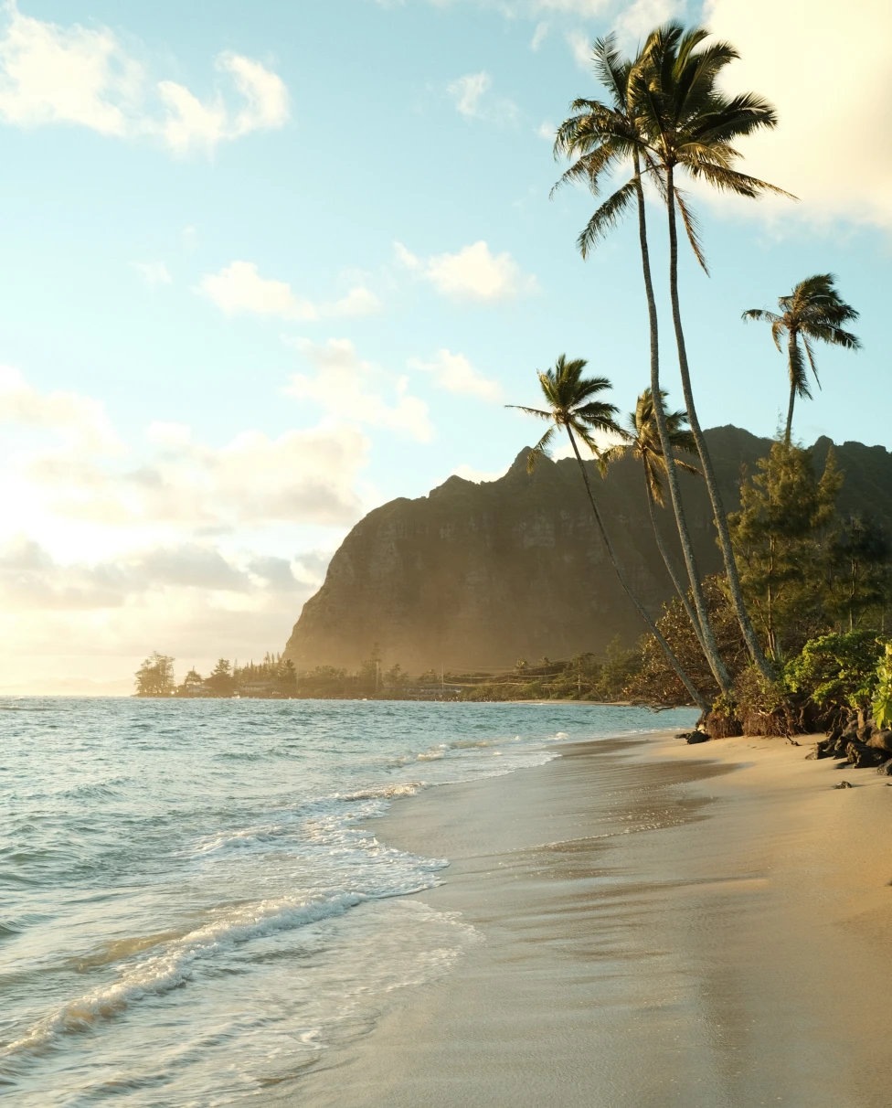 Beach with palm trees during daytime