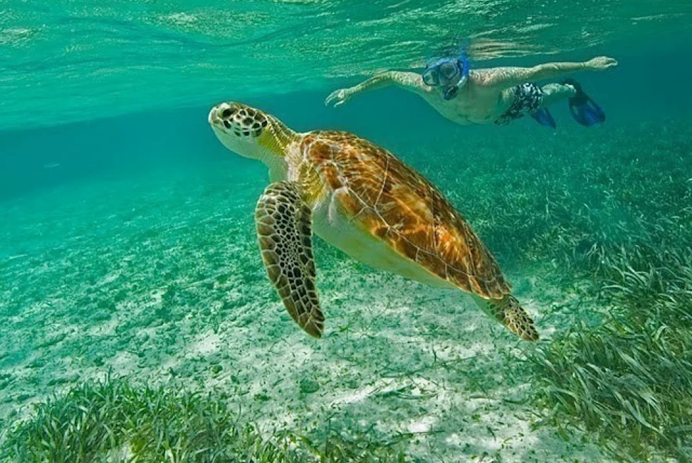 A large turtle in Belize.