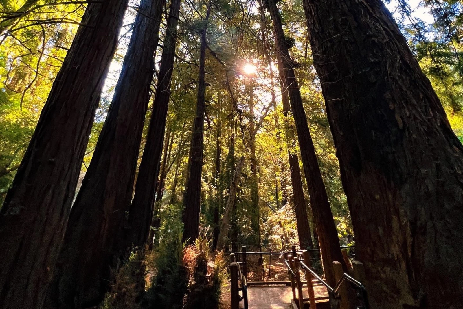 Pfeiffer Big Sur State Park is a rugged haven of natural beauty, where ancient redwoods meet the Pacific coastline in harmonious splendor.