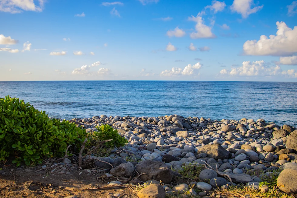 Waterfront with rocks and shrubs.