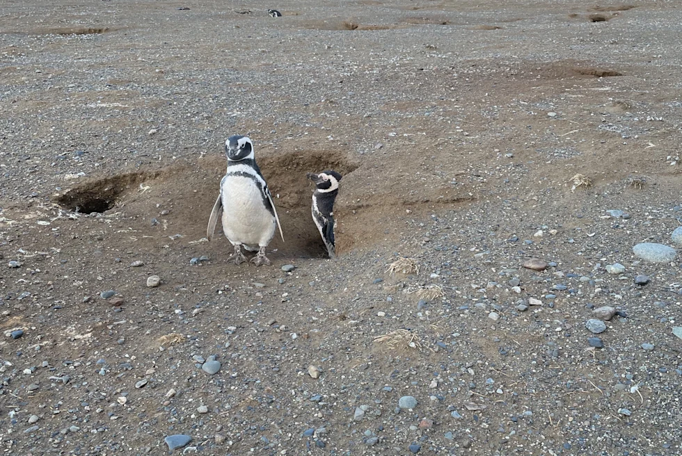 Penguin Colony