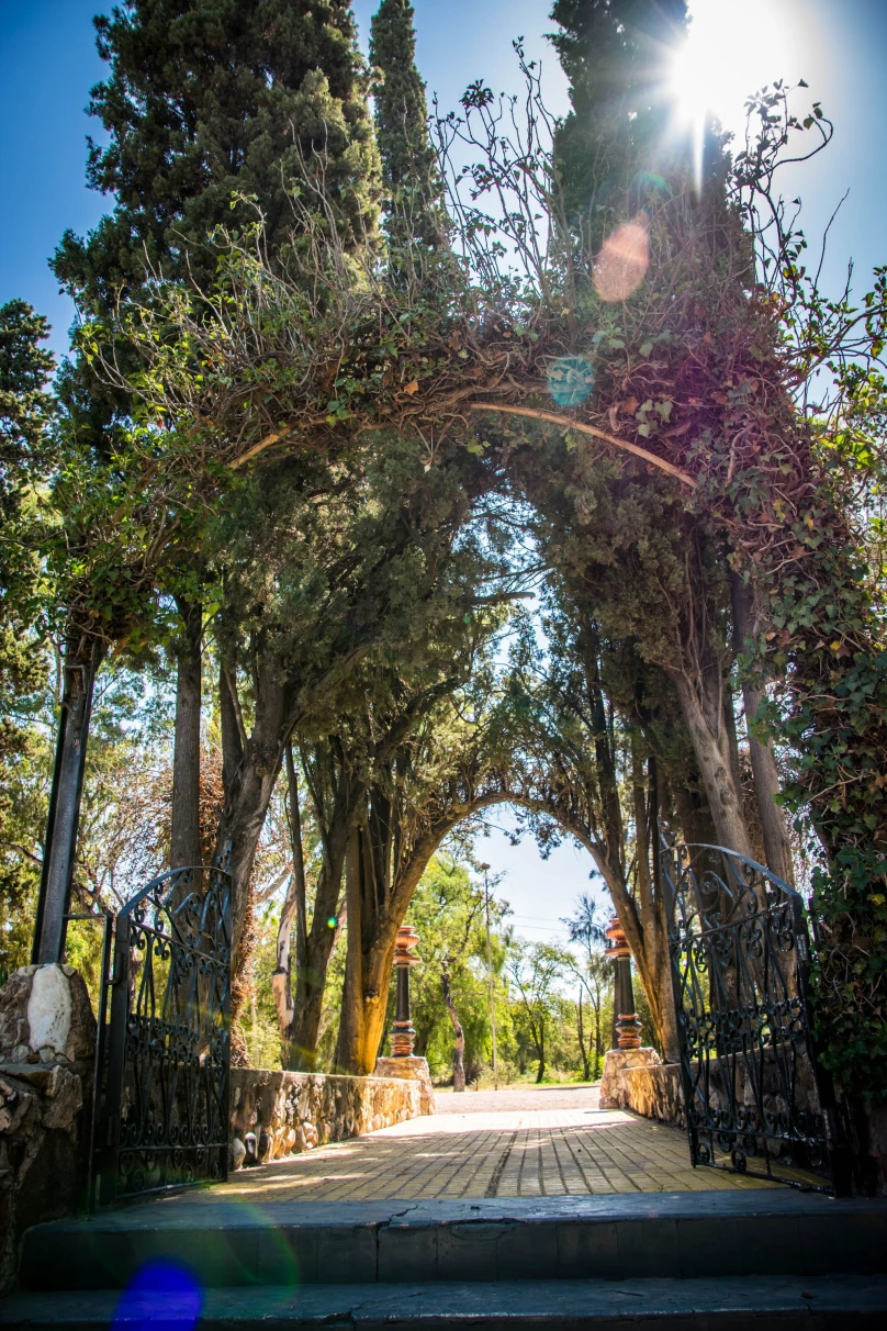 sun shines through a tree archway leading to a street