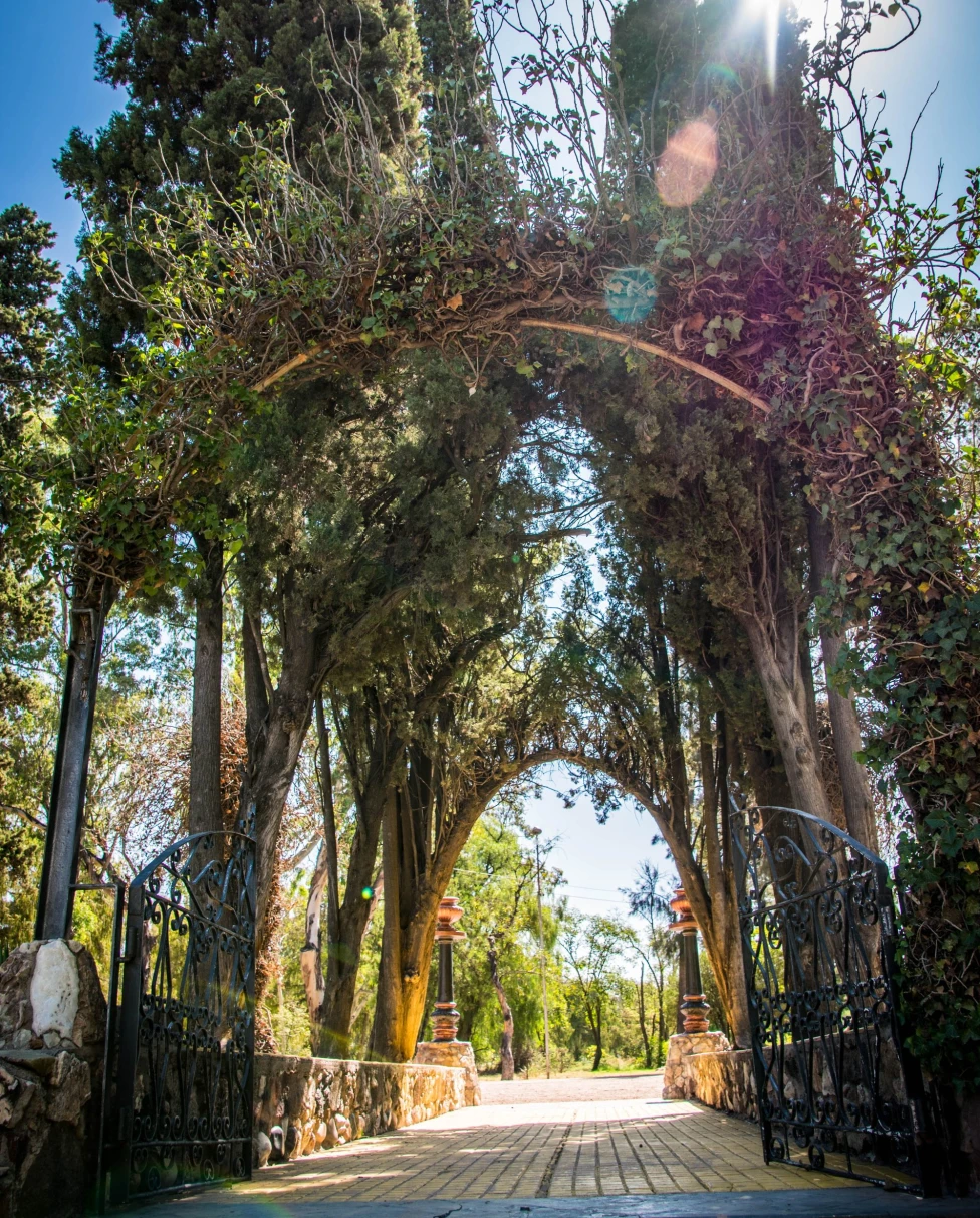 sun shines through a tree archway leading to a street