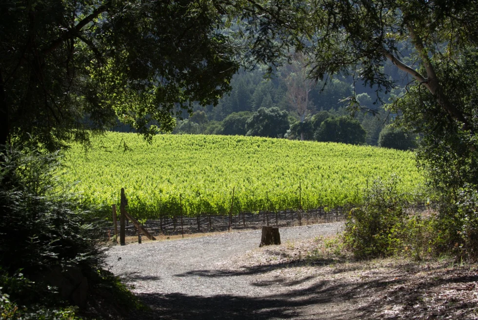 a vineyard is ahead on a dirt road through a clearing of trees