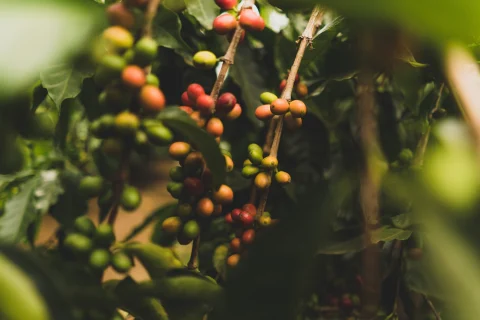 up-close photo of a red and green coffee plant