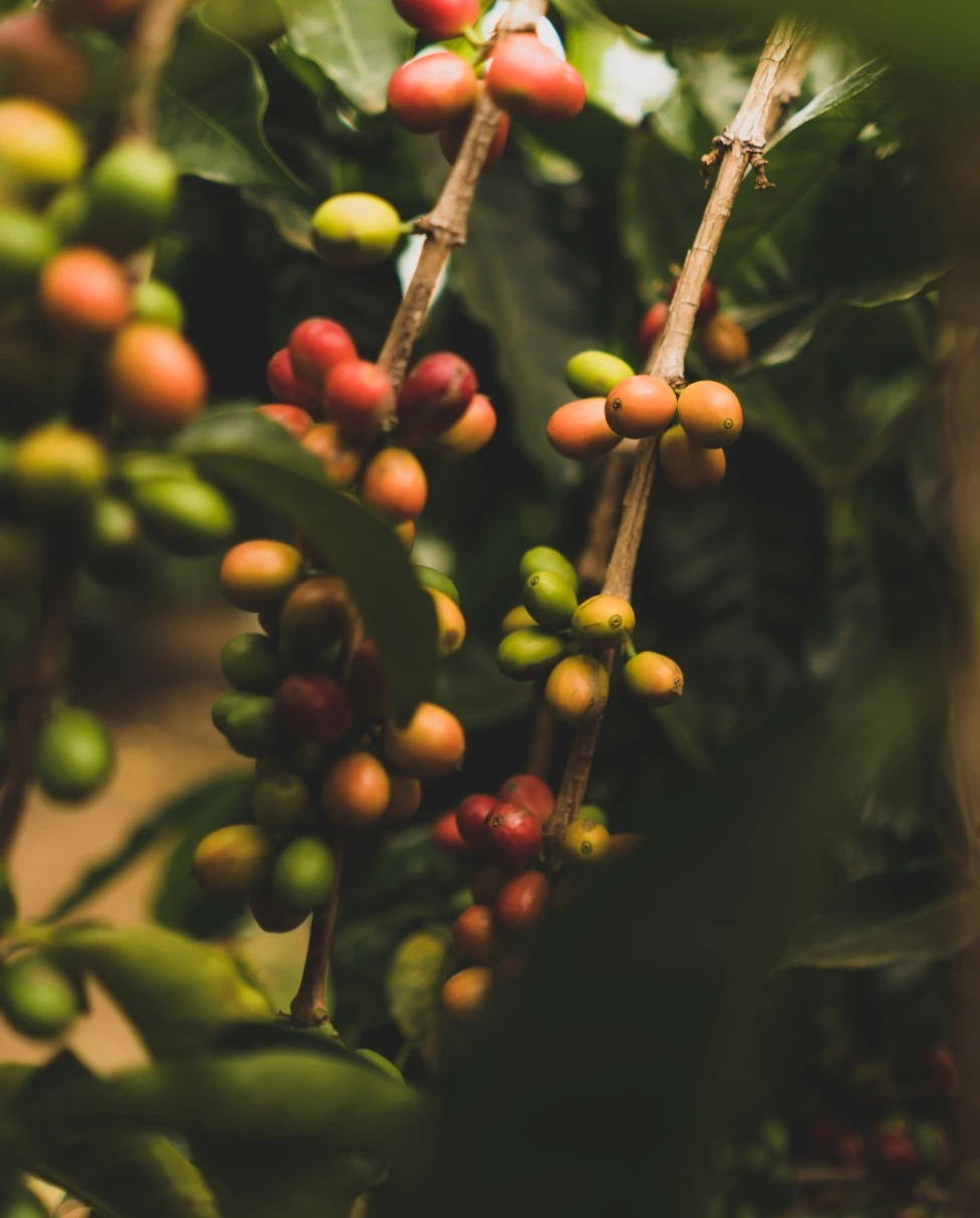 up-close photo of a red and green coffee plant