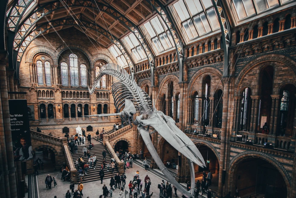 Dinosaur skeleton in a museum.