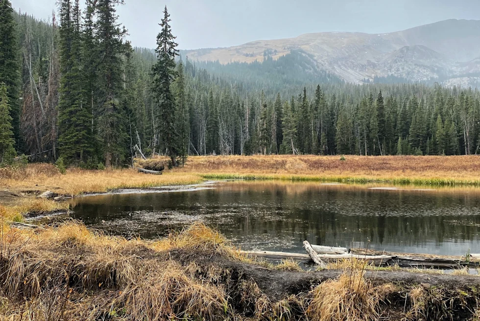 alpine lake in a yellow meadow surrounded by green pine trees